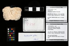 Foto (Objekt + Etikett) von Konidromites gibbus (Reuss 1858)  (NHMW-GEO-2014-0194-0235)